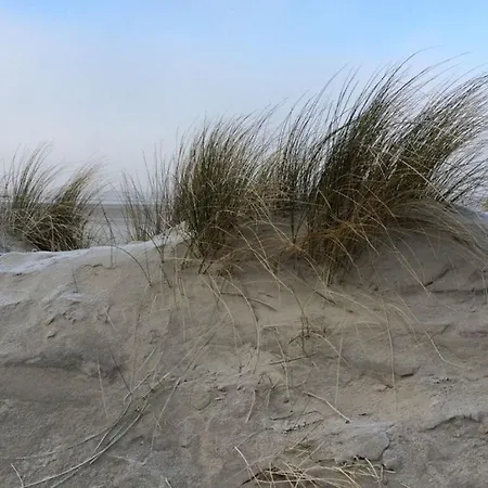 Lively In شقة نورديرني